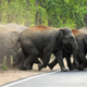Elephants cross a highway in West Bengal’s Bankura district, dangerously close to humans.